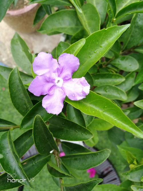  茉莉花花语及寓意--第1张