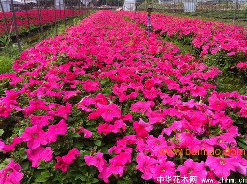  苗木价格行情，市场动态与未来趋势分析--第1张