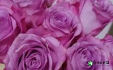  黑玫瑰花代表什么意思--第1张