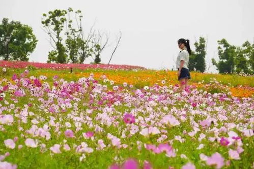  西安鲜花速递，传递美好，瞬间绽放的浪漫--第1张