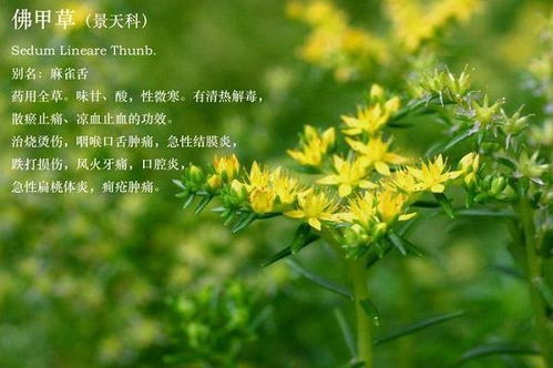  佛甲草图片，绿色生命的艺术--第1张