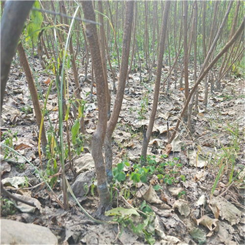  玉兰树苗多少钱一棵——种植与养护的全面指南--第1张