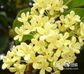  夏天都有什么花开放--第1张