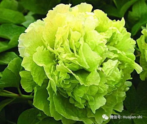  绿牡丹花图片大全大图，绿牡丹花图片大全，美丽大自然的馈赠--第1张