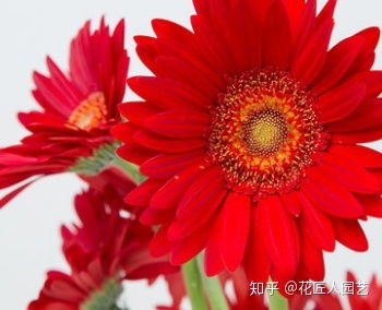  扶郎花的花语与寓意，扶郎花的花语是，互敬、互爱、互助，寓意有，友谊之花、不畏艰难的坚强、友谊的象征、热爱生命。--第1张