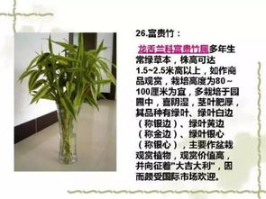  100种常见室内绿植--第1张