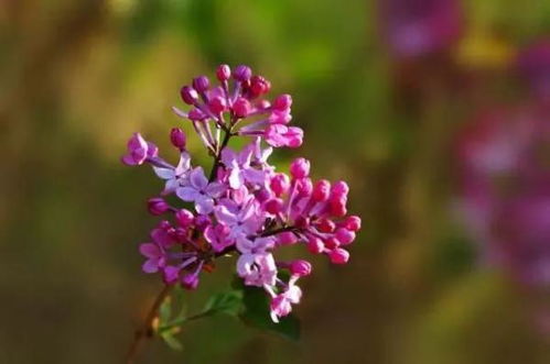  丁香树适合庭院种植吗，丁香树适合庭院种植吗--第1张