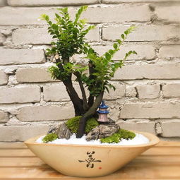 中国花卉盆景杂志停刊，一段历史的终结与新篇章的开启--第1张