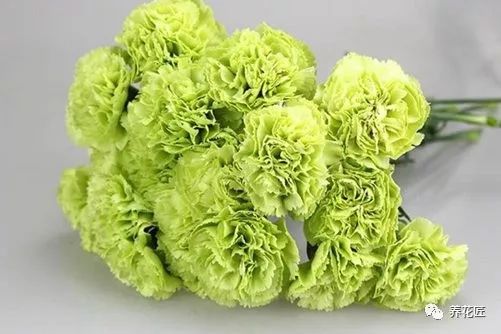  康乃馨什么颜色寓意最好--第1张