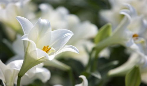  百合花的象征意义与精神--第1张