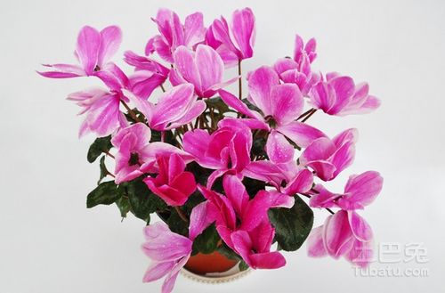  仙客来的花语——无尽的欢迎与深深的敬意，仙客来的花语，无尽的欢迎与深深的敬意--第1张