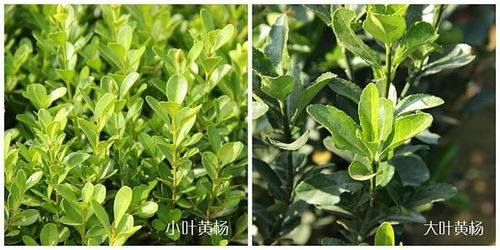  小叶黄杨与大叶黄杨的区别--第1张