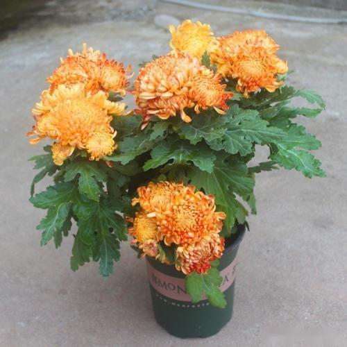  世界十大名花排名，世界十大名花排名，牡丹、玫瑰、兰花、菊花、杜鹃花、茶花、荷花、桂花、水仙花、郁金香。--第1张