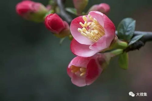  贴梗海棠，花中佳人，庭院之宝，贴梗海棠，庭院之宝，花中佳人--第1张