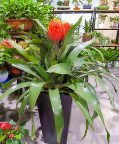 绿植名称大全100种 绿植名称大全100种--第1张