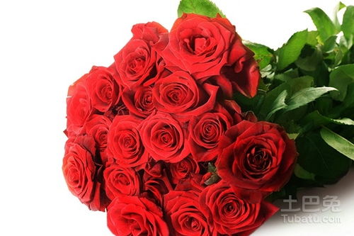  24朵玫瑰花数量代表的含义，24朵玫瑰花数量代表爱，承诺和家庭的含义--第1张
