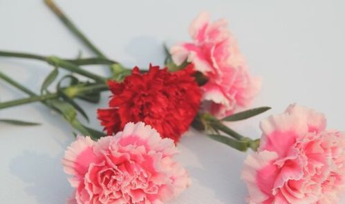  教师节送什么花更合适，教师节送康乃馨、百合花、剑兰、向日葵等花比较合适--第1张