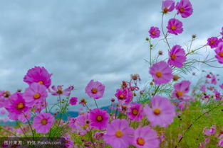  春天开什么花，春天开的花有，樱花、桃花、杏花、海棠、牡丹、芍药等。--第1张