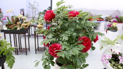  永生花是真花还是假花？揭秘真相！--第1张