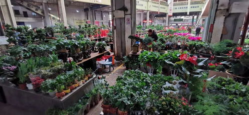  广州鲜花批发市场--第1张