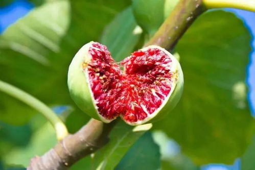  无花果树的魅力，生命的奇迹与丰收的象征，无花果树的丰收之魅，生命的奇迹与丰收的象征--第1张