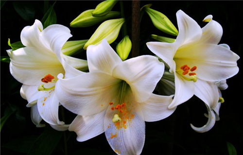 百合花花语之永恒的爱与纯洁的心，永恒的爱与纯洁的心，百合花的花语--第1张