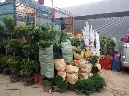  沈阳鲜花批发市场哪里最便宜--第1张