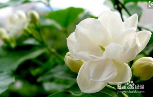  茉莉花怎么养家庭养法，茉莉花怎么养，茉莉花家庭养法详解--第1张