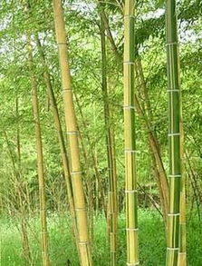  黄金间碧竹，黄金间碧竹的特点--第1张