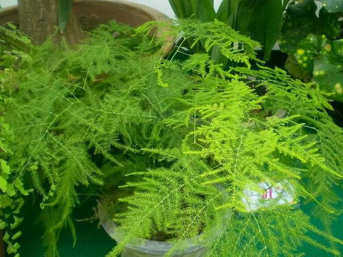  文竹，美丽而神奇的开花结果，文竹开花结果的奇妙景象--第1张