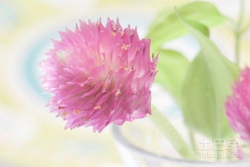  各个节日该送什么花--第1张