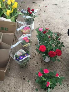  鲜花去哪里批发？揭秘最靠谱的鲜花批发市场，鲜花去哪里批发？靠谱的鲜花批发市场揭秘--第1张