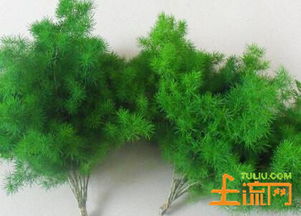  蓬莱松盆景的养殖方法和注意事项--第1张