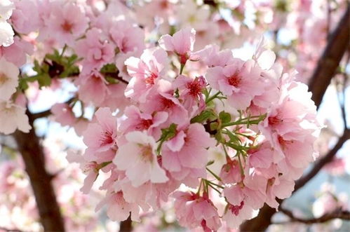  樱花象征意义，美丽、纯洁与生命的象征--第1张