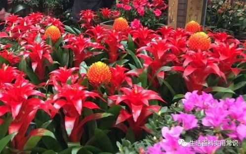  中国四大花卉种植基地，繁花似锦的美丽之源，中国四大花卉种植基地，繁花似锦的美丽之源--第1张