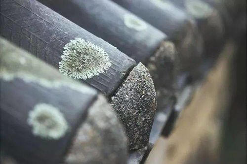  白色夹竹桃电影，一部深藏不露的诗意人生，白色夹竹桃，诗意人生的深藏不露--第1张