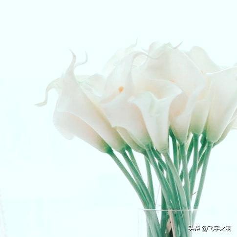  马蹄莲寓意及花语，马蹄莲的寓意和花语，爱情、高贵与纯洁--第1张