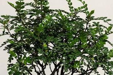  清香木的修剪方法--第1张