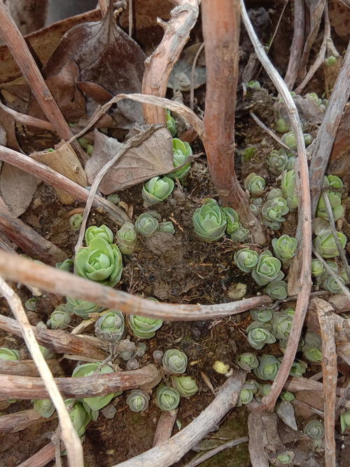  黄菖蒲果实，隐藏的宝藏与无尽的生命力，黄菖蒲果实，无尽的生命力之宝藏--第1张