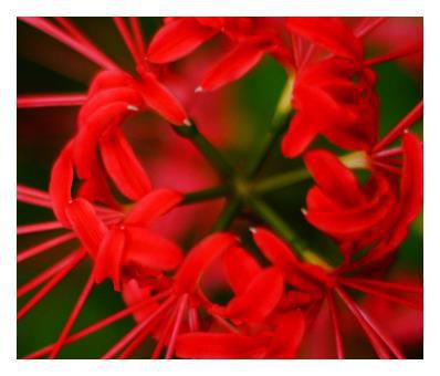  十种象征死亡的花，死亡之花、象征死亡的花卉、寓意死亡的花卉、代表死亡的花朵、寓意死亡的花、送葬之花、象征离别的花、代表死亡的鲜花、寓意永别的花、寓意逝去之美、代表死亡的花朵之一。--第1张