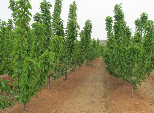  收树苗的联系方式，寻找优质树苗供应商联系方式--第1张