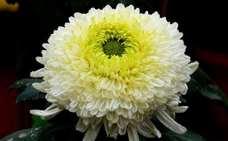  菊花寓意及花语，菊花的美好寓意及花语，丰富多样的菊花寓意，展现其不同魅力--第1张
