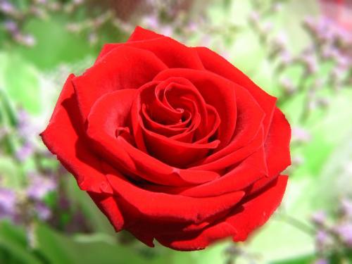  18朵玫瑰花含义，18朵玫瑰花的花语，希望和你一起度过十八个岁月。--第1张