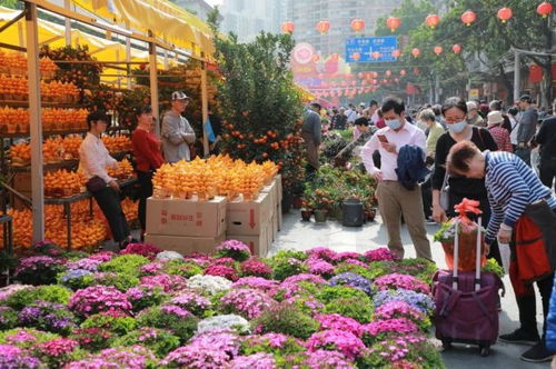  深圳最大花卉批发市场--第1张