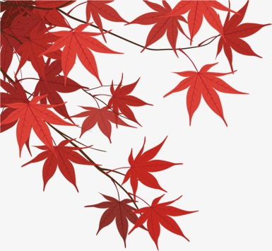  枫树叶--第1张