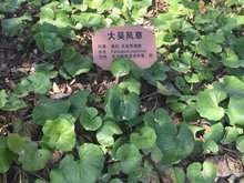  大吴风草--第1张