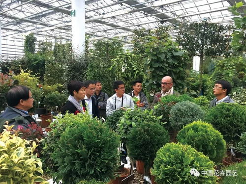  苗木出售信息平台，苗木出售信息平台，轻松发布和获取苗木销售信息--第1张
