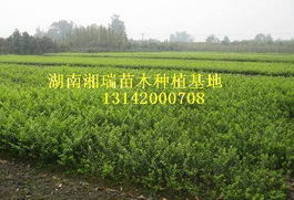  中国花木网，查苗木单价，轻松掌握市场行情--第1张