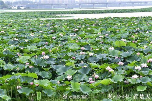  水葱花期——生命的绽放与时间的馈赠，水葱花期，生命的绽放与时间的馈赠与奇迹的见证--第1张