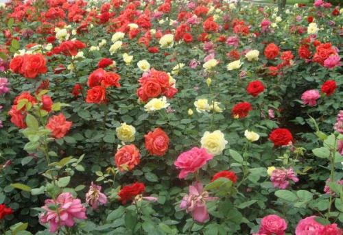  月季花什么时候开放，月季花开放时间介绍--第1张